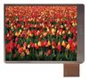 MIDAS DISPLAYS MCT024C12W240320PSL